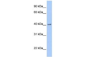GFRA2 antibody used at 1 ug/ml to detect target protein. (GFRA2 anticorps  (C-Term))