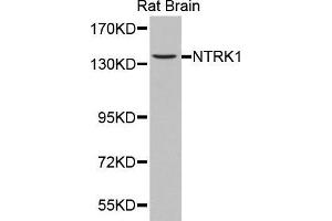 Western Blotting (WB) image for anti-Neurotrophic Tyrosine Kinase, Receptor, Type 1 (NTRK1) (AA 1-280) antibody (ABIN3022909)