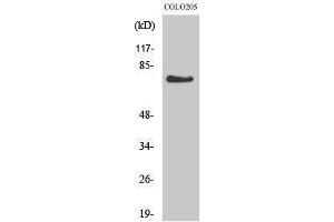 Western Blotting (WB) image for anti-G Protein-Coupled Receptor 115 (GPR115) (Internal Region) antibody (ABIN3184838) (G Protein-Coupled Receptor 115 anticorps  (Internal Region))