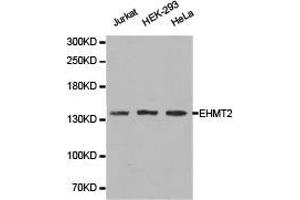 Western Blotting (WB) image for anti-Ankyrin Repeat-Containing Protein (EHMT2) antibody (ABIN1872470) (EHMT2 anticorps)