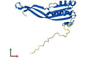 AlphaFold protein structure predicition of Human Recombinant RPP25L Protein, UniprotID Q8N5L8