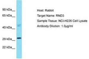 Image no. 1 for anti-rho Family GTPase 3 (RND3) (C-Term) antibody (ABIN6750436) (RND3 anticorps  (C-Term))