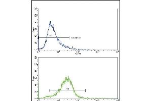 Flow cytometric analysis of 293 cells using COL6A1 Antibody (C-term)(bottom histogram) compared to a negative control cell (top histogram).