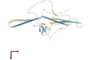 AlphaFold protein structure predicition of Mouse Recombinant Ccpg1 Protein, UniprotID Q640L3