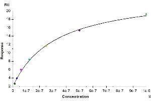 Human EGFR, His Tag captured on CM5 Chip via anti-his antibody can bind Human TGF-alpha, hFc Tag with an affinity constant of 0.