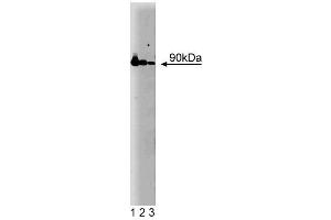 Western blot analysis of Hsp90 on a HeLa cell lysate (Human cervical epitheloid carcinoma, ATCC CCL-2. (HSP90 anticorps  (AA 586-732))