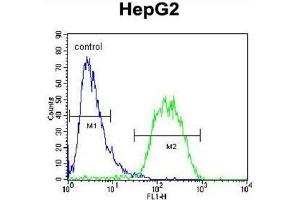 BUD13 Antibody (C-term) flow cytometric analysis of HepG2 cells (right histogram) compared to a negative control cell (left histogram). (BUD13 anticorps  (C-Term))