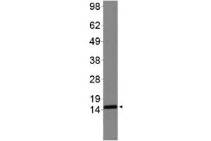 Western Blot of Rabbit Anti-Histone H3 [Sym-dimethyl Arg2, Dimethyl Lys4] Antibody.