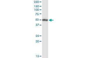 Immunoprecipitation of NR1I2 transfected lysate using anti-NR1I2 MaxPab rabbit polyclonal antibody and Protein A Magnetic Bead , and immunoblotted with NR1I2 purified MaxPab mouse polyclonal antibody (B01P) .