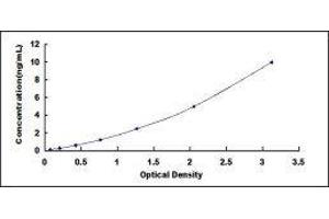 SCAN Domain Containing 3 (SCAND3) ELISA Kit