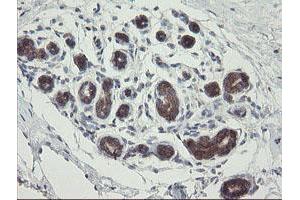 Image no. 8 for anti-Methionyl Aminopeptidase 2 (METAP2) (AA 2-212) antibody (ABIN1491153) (METAP2 anticorps  (AA 2-212))