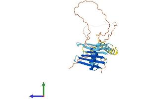 AlphaFold protein structure predicition of Human Recombinant MLF1 Protein, UniprotID P58340