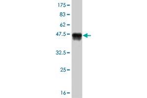 Western Blot detection against Immunogen (37.
