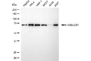 anti-Cdk5 and Abl Enzyme Substrate 1 (CABLES1) antibody