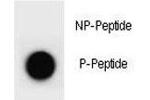 Dot blot analysis of phospho-PTEN antibody. (PTEN anticorps  (pTyr176))