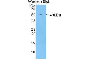 Western Blotting (WB) image for anti-Peroxiredoxin 3 (PRDX3) (AA 64-257) antibody (ABIN1860307) (Peroxiredoxin 3 anticorps  (AA 64-257))