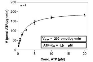Image no. 1 for TANK-Binding Kinase 1 (TBK1) (AA 1-729) (Active) protein (ABIN5570624)