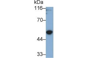 Detection of GSDMD in U2OS cell lysate using Polyclonal Antibody to Gasdermin D (GSDMD) (GSDMD anticorps  (AA 232-484))