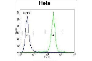 Flow cytometric analysis of Hela cells (right histogram) compared to a negative control cell (left histogram). (COCH anticorps  (AA 399-428))