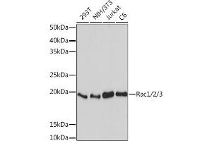 Western blot analysis of extracts of various cell lines, using Rac1/2/3 Rabbit mAb (ABIN7269820) at 1:1000 dilution. (RAC1 anticorps)