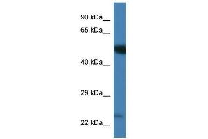 Western Blot showing Plk3 antibody used at a concentration of 1. (PLK3 anticorps  (C-Term))
