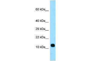 WB Suggested Anti-LCE3C Antibody Titration: 1. (LCE3C anticorps  (Middle Region))