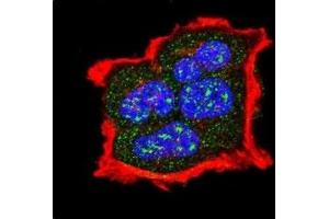 Confocal immunofluorescent analysis of phospho-TSC2 antibody with MCF-7 cells followed by Alexa Fluor 488-conjugated goat anti-rabbit lgG (green).