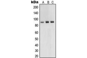 Western blot analysis of UHRF1 expression in HeLa (A), HCT116 (B), HEK293 (C) whole cell lysates. (UHRF1 anticorps  (Center))