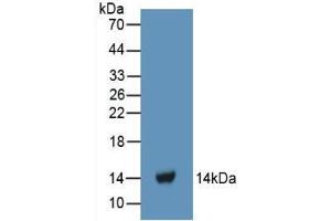 Western blot analysis of recombinant Human FGa. (FGA anticorps  (AA 124-214))