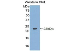 Western Blotting (WB) image for anti-Interleukin 1 alpha (IL1A) (AA 90-268) antibody (ABIN3209466) (IL1A anticorps  (AA 90-268))