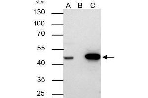 IP Image FEN1 antibody immunoprecipitates FEN1 protein in IP experiments.