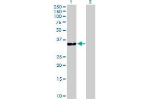 Western Blot analysis of DNAJB2 expression in transfected 293T cell line by DNAJB2 MaxPab polyclonal antibody. (DNAJB2 anticorps  (AA 1-277))