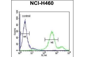 EBPL Antibody (C-term) (ABIN651922 and ABIN2840457) flow cytometric analysis of NCI- cells (right histogram) compared to a negative control cell (left histogram). (EBPL anticorps  (C-Term))