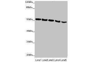 Western blot All lanes: INPP5K antibody at 4. (INPP5K anticorps  (AA 149-448))