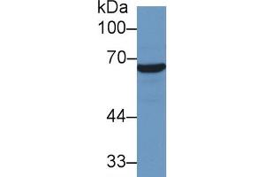 Mouse Capture antibody from the kit in WB with Positive Control: Human Hela cell lysate.