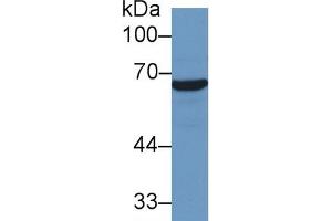 Mouse Capture antibody from the kit in WB with Positive Control: Human Hela cell lysate. (HSP70 1A Kit ELISA)