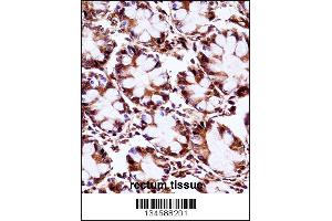 AIP Antibody immunohistochemistry analysis in formalin fixed and paraffin embedded human rectum tissue followed by peroxidase conjugation of the secondary antibody and DAB staining.