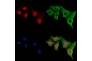 ABIN6261830 and ABIN6278360 staining Hela cells by IF/ICC. (TLS/FUS (C-Term) anticorps)