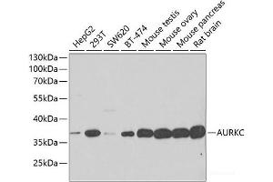 Western blot analysis of extracts of various cell lines using AURKC Polyclonal Antibody at dilution of 1:500. (Aurora Kinase C anticorps)