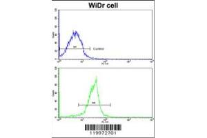 Flow cytometric analysis of widr cells using XPO1 Antibody (bottom histogram) compared to a negative control cell (top histogram). (XPO1 anticorps  (C-Term))
