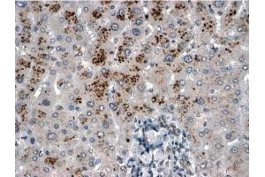 Staining of paraffin embedded Human Liver using USP15 antibody at 2 µg/ml. (USP15 anticorps  (C-Term))