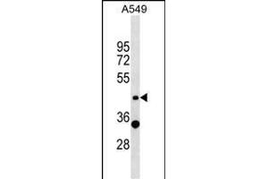 ZNF19 Antibody (N-term) (ABIN1538970 and ABIN2849074) western blot analysis in A549 cell line lysates (35 μg/lane). (ZNF19 anticorps  (N-Term))