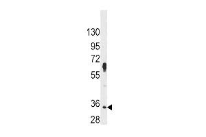 Western blot analysis of anti-PIM2 Antibody (C-term) (ABIN392442 and ABIN2842040) in Hela cell line lysates (35 μg/lane).