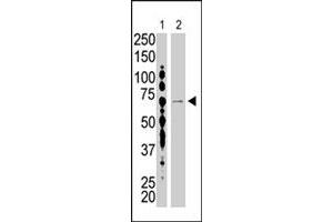 The USP2 polyclonal antibody  is used in Western blot to detect USP2 in HL-60 (lane 1) and USP2-transfected HeLa cell lysates (lane 2) . (USP2 anticorps  (C-Term))