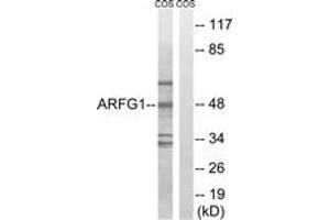 Western blot analysis of extracts from COS7 cells, using ARFGAP1 Antibody. (ARFGAP1 anticorps  (AA 171-220))