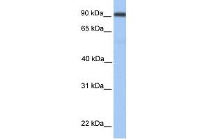 WB Suggested Anti-MMEL1 Antibody Titration:  0. (MMEL1 anticorps  (Middle Region))