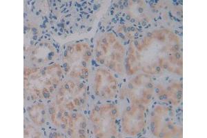 Used in DAB staining on fromalin fixed paraffin- embedded kidney tissue (VARS anticorps  (AA 2-219))