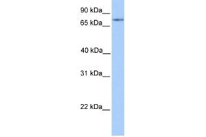 WB Suggested Anti-FOXO1 Antibody Titration:  0. (FOXO1 anticorps  (C-Term))