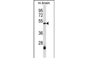 Western blot analysis in mouse brain tissue lysates (35ug/lane). (SMARCB1 anticorps  (N-Term))