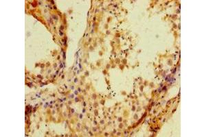 Immunohistochemistry of paraffin-embedded human testis tissue using ABIN7155348 at dilution of 1:100 (HIST1H1C anticorps  (AA 2-213))